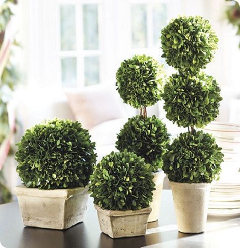 ballard-boxwood-topiary.jpg