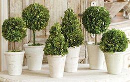 buxus_orokzold_diszfa.jpg