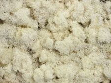 reindeer-moss-bleached-per-kg.jpg