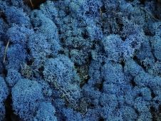 reindeer-moss-blue-per-kg.jpg