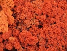 reindeer-moss-orange-per-kg.jpg