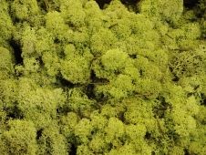 reindeer-moss-spring-green-per-kg.jpg